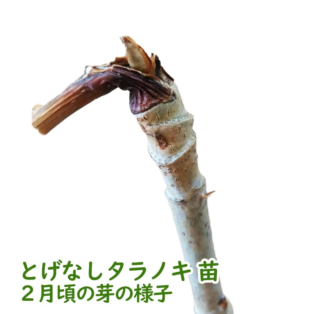 Amazon.co.jp: 【2/19(水)より出荷開始！】タラノキ 「 とげなし